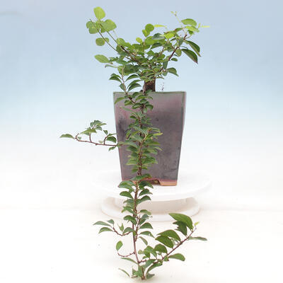 Indoor bonsai - Grewia occidentalis - Lavender star - 2