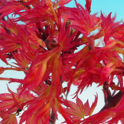 Outdoor bonsai - Acer palmatum Beni Tsucasa - Japanese Maple 408-VB2019-26731 - 2