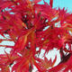 Outdoor bonsai - Maple dlanitolistý - 2/4