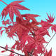 Outdoor bonsai - maple palmatum DESHOJO - Maple dlanitolistý - 2/3