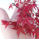 Outdoor bonsai - dlanitolistý Maple - Acer palmatum DESHOJO - 2/2