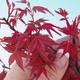 Outdoor bonsai - Maple tree - Acer palmatum DESHOJO - 2/2