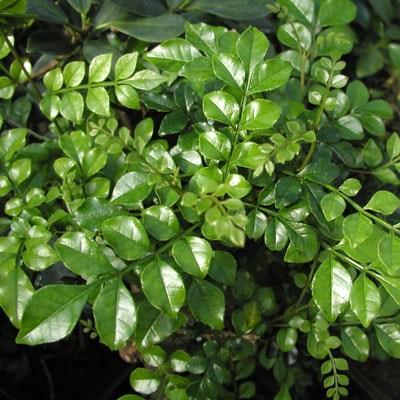 Indoor bonsai - Fraxinus uhdeii - Indoor Ash PB2191284 - 2