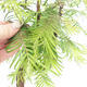 Outdoor bonsai - Metasequoia glyptostroboides - Chinese Metasequoia - 2/3