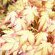 Outdoor bonsai - Acer palmatum Orange - 2/2