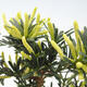 Indoor bonsai - Podocarpus - Stone thous - 2/5