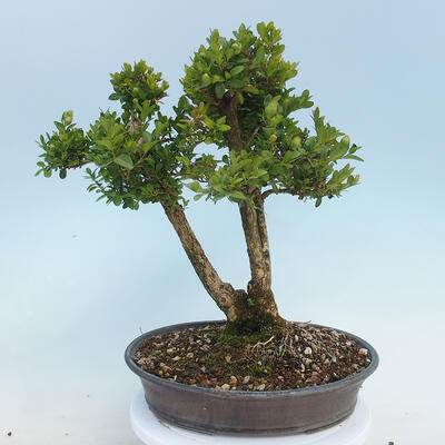 Outdoor bonsai - Buxus microphylla - boxwood - 3