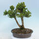Outdoor bonsai - Buxus microphylla - boxwood - 3/5