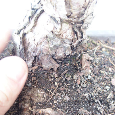 Pinus parviflora - Small-flowered Pine VB2020-130 - 3
