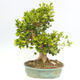 Outdoor bonsai - Ginkgo biloba - Ginkgo biloba - 3/5