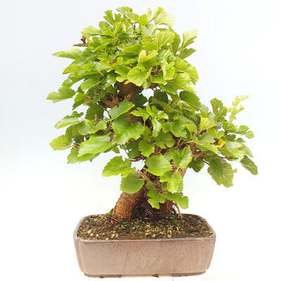 Outdoor bonsai - Morus alba - mulberry - 3