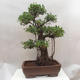 Room bonsai - Ficus retusa - small ficus - 3/4