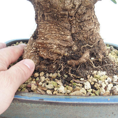 Indoor bonsai - Olea europaea sylvestris -Oliva European small leaf PB220629 - 3