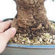 Indoor bonsai - Olea europaea sylvestris -Oliva European small leaf PB220629 - 3/5