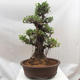 Room bonsai - Ficus retusa - small ficus - 3/4