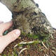 Indoor bonsai - Olea europaea sylvestris -Oliva European small leaf PB220635 - 3/5