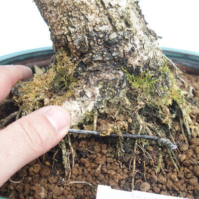 Indoor bonsai - Olea europaea sylvestris -Oliva European small leaf PB220636 - 3