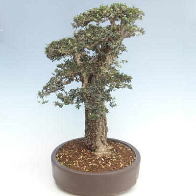Indoor bonsai - Olea europaea sylvestris -Oliva European small leaf PB220640 - 3