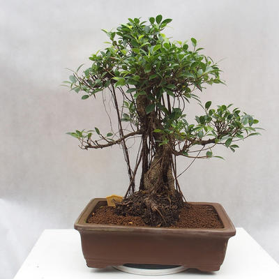 Room bonsai - Ficus retusa - small ficus - 3