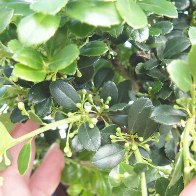 Indoor bonsai - Ilex crenata - Holly - 3