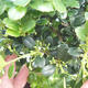 Indoor bonsai - Ilex crenata - Holly PB220663 - 3/3