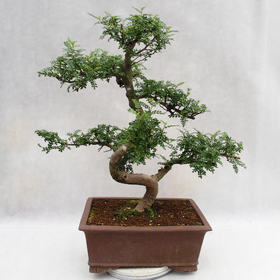 Indoor bonsai - Zantoxylum piperitum - Pepper tree PB2191201 - 3