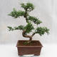 Indoor bonsai - Zantoxylum piperitum - Pepper tree PB2191201 - 3/5