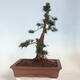 Outdoor bonsai - Taxus cuspidata - Japanese yew - 3/6