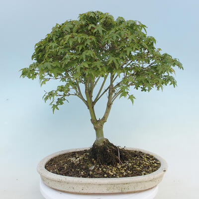 Acer palmatum KIOHIME - Palm Maple - 3