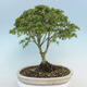 Acer palmatum KIOHIME - Palm Maple - 3/5