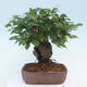 Outdoor bonsai -Carpinus CARPINOIDES - Korean Hornbeam - 3/5