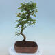 Outdoor bonsai - Carpinus CARPINOIDES - Korean Hornbeam - 3/4