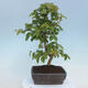 Outdoor bonsai - Carpinus CARPINOIDES - Korean Hornbeam - 3/4