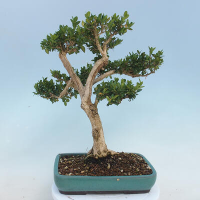 Outdoor bonsai - Buxus microphylla - boxwood - 3
