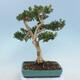 Outdoor bonsai - Buxus microphylla - boxwood - 3/5