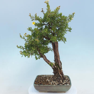 Outdoor bonsai-Cinquefoil - Potentila fruticosa yellow - 3