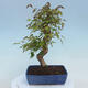 Outdoor bonsai - Buergerianum Maple - Burger Maple - 3/4