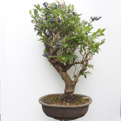 Outdoor bonsai - Canadian blueberry - Vaccinium corymbosum - 3