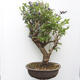 Outdoor bonsai - Canadian blueberry - Vaccinium corymbosum - 3/5