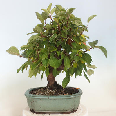 Outdoor bonsai - Malus halliana - Small-fruited apple tree - 3
