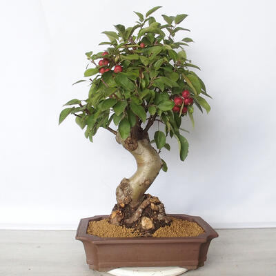 Outdoor bonsai -Malus Halliana - fruited apple - 3