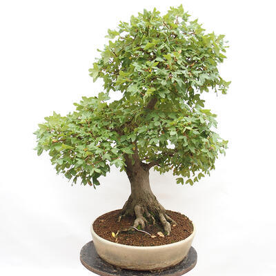 Outdoor bonsai - French Maple - Acer Nonspessulanum - 3