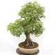 Outdoor bonsai - French Maple - Acer Nonspessulanum - 3/5
