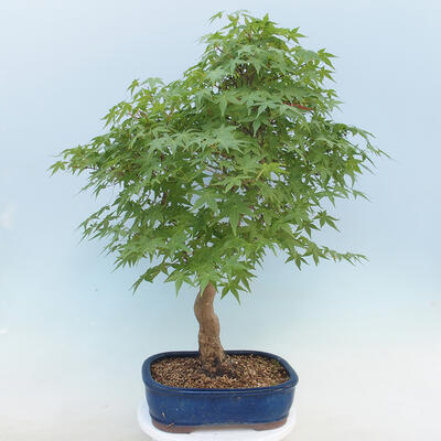 Acer palmatum - Palm Maple - 3