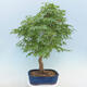 Acer palmatum - Palm Maple - 3/5