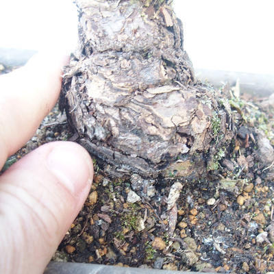 Pinus parviflora - Small-flowered Pine VB2020-137 - 3