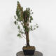 Outdoor bonsai - Taxus cuspidata - Japanese yew - 3/5
