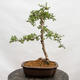 Outdoor bonsai - Hawthorn - Crataegus monogyna - 3/5