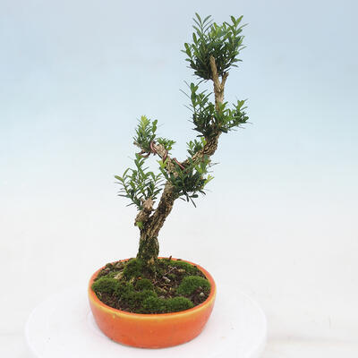Room bonsai - Buxus harlandii - cork buxus - 3