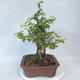 Outdoor bonsai-Ulmus Glabra-Solid clay - 3/5